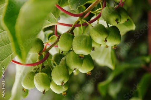 Piękne owoce mini kiwi, soczyste, dojrzałe na gałązce photo