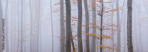 Minimalistic Panoramic Background of Foggy Forest in Autumn © AVTG