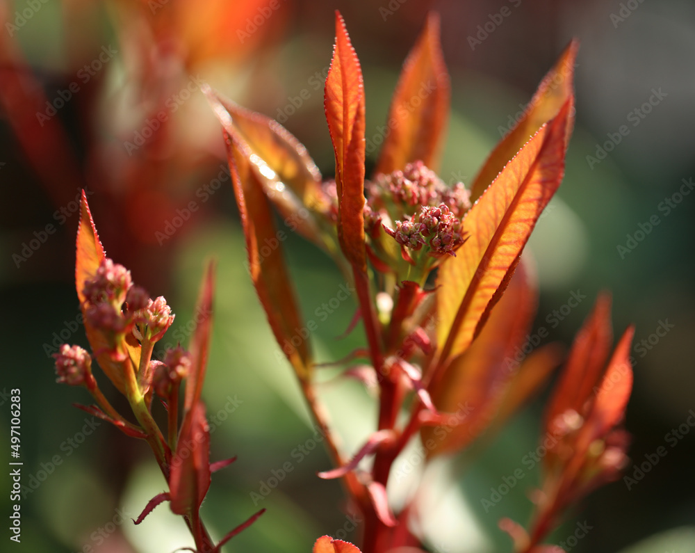 Photinia on a garden fence