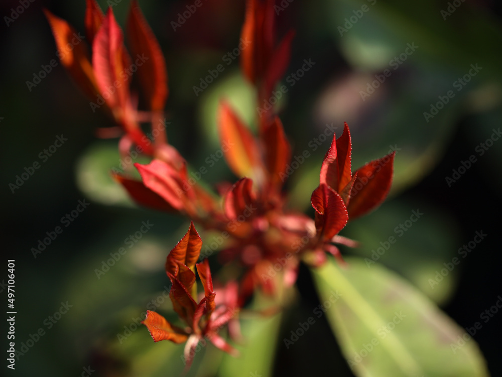 Photinia on a garden fence