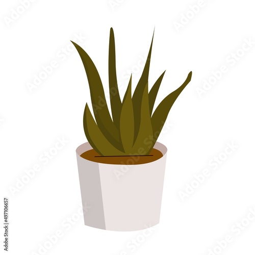 plant in pot green lifestyle health alloe  photo