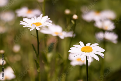 White daisies close-up on the background of a blooming summer meadow. Floral background