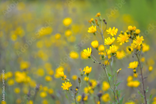 A meadow blooming with yellow flowers on a summer morning. The concept of a natural background
