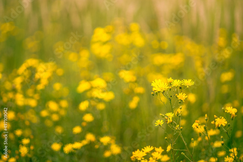 A meadow blooming with yellow flowers on a summer morning. The concept of a natural background