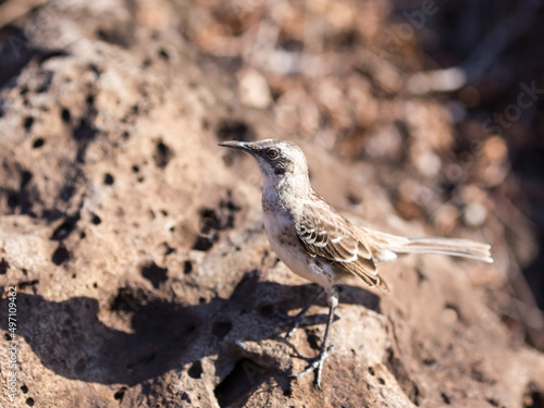 Closeup of mockingbird perched in profile on rock, Puerto Villamil, Isabela Island, Ecuador photo