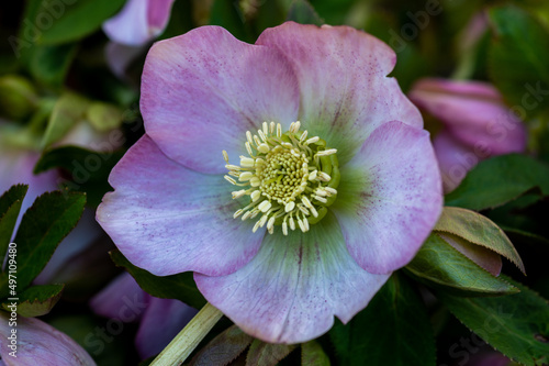 Fresh Light Pink Hellebore Bloom Close-Up