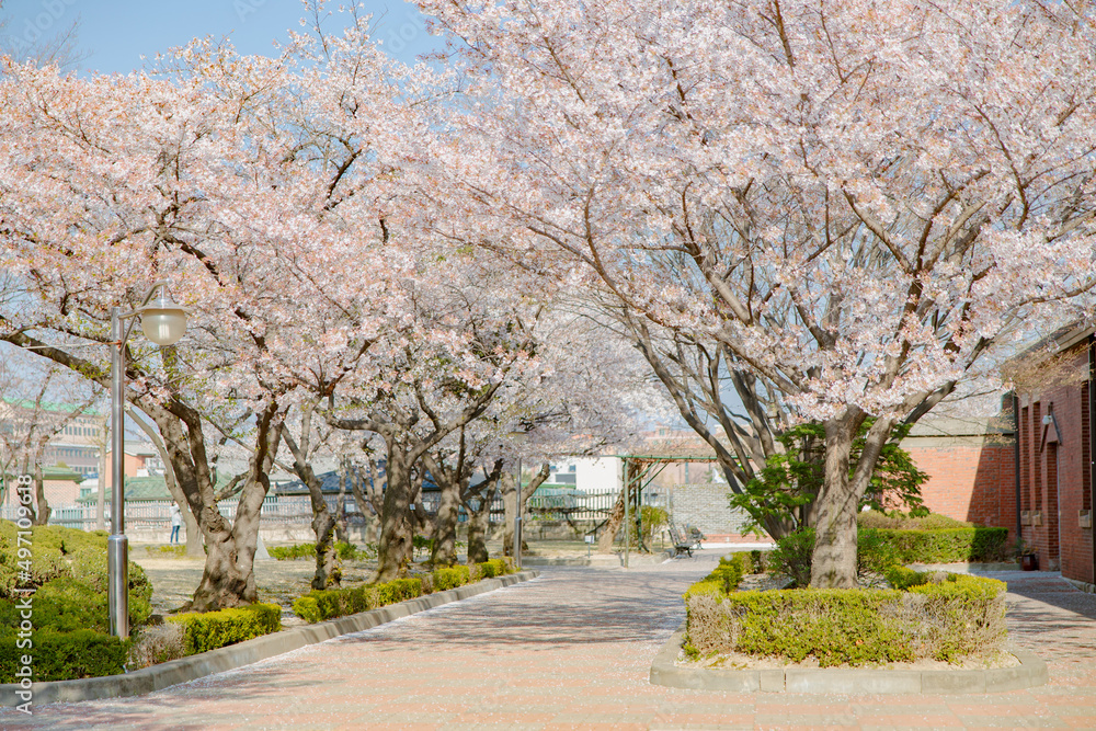 cherry blossom cherry tree spring walk cherry blossom cherry tree spring walk