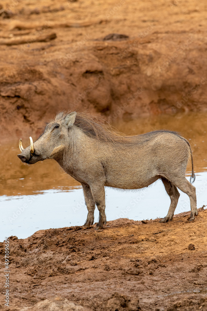 Fototapeta premium Warthog, Addo Elephant National Park