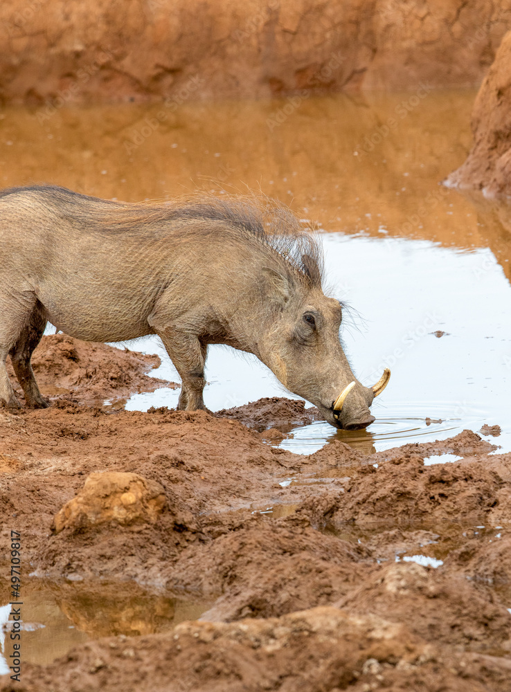 Warthog, Addo Elephant National Park Warthog, Addo Elephant National Park