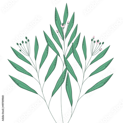 Tropical twigs with narrow leaves and flowers on a white background. Vector leaves for decoration. exotic plant