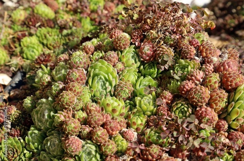 Colorful Sempervivum succulent plants at the beginning of sprngtime. They are commonly known as houseleeks. 