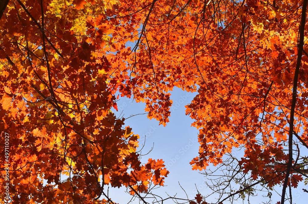Colorful leaves in autumn with a blue sky in the background. Colorful leaves in autumn with a blue sky in the background.
