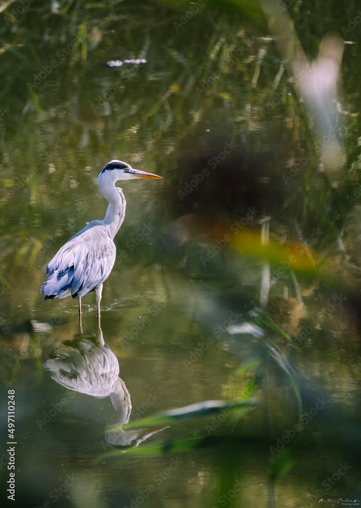 Naklejka premium Airone Cenerino - Ardea cinerea