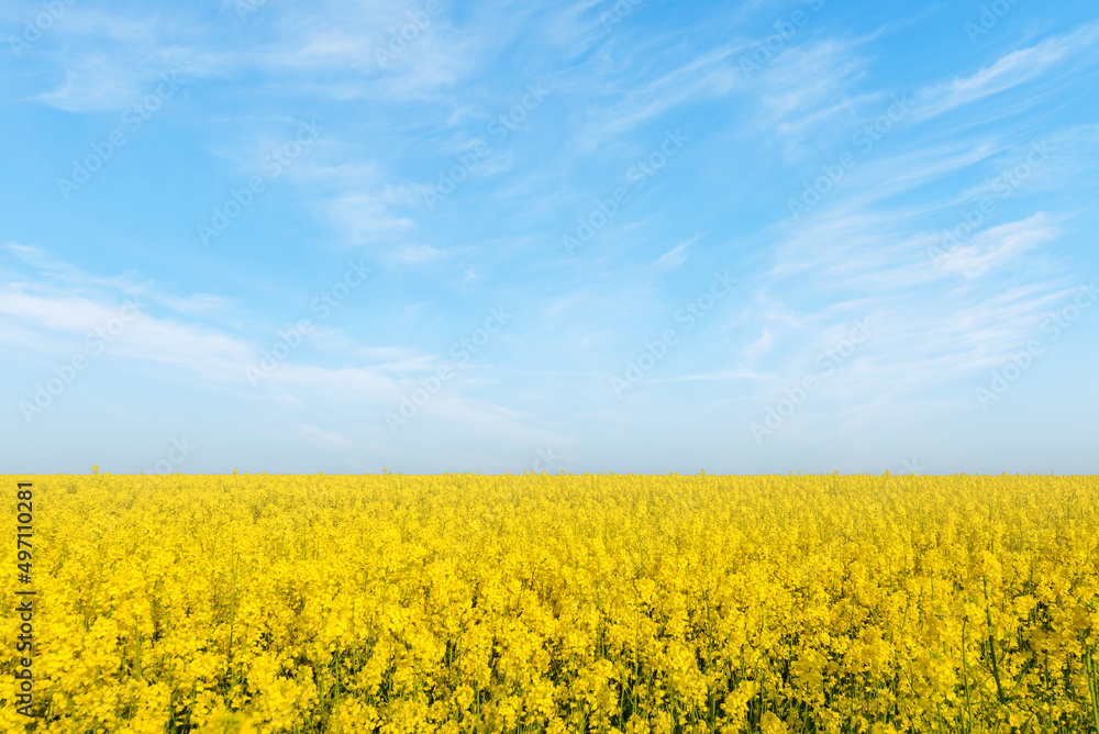 Blue sky, sun and yellow canola field. Blue sky, sun and yellow canola field.