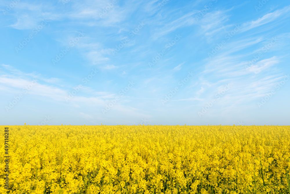 Blue sky, sun and yellow canola field.