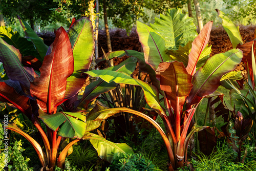 Red Abyssinian Banana Ensete Ventricosum Maurelii Planted in Public Park. Leaves of a tropical plant in the rays of the setting sun photo