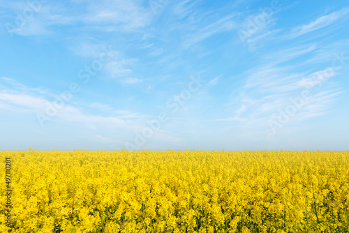 Blue sky  sun and yellow canola field.