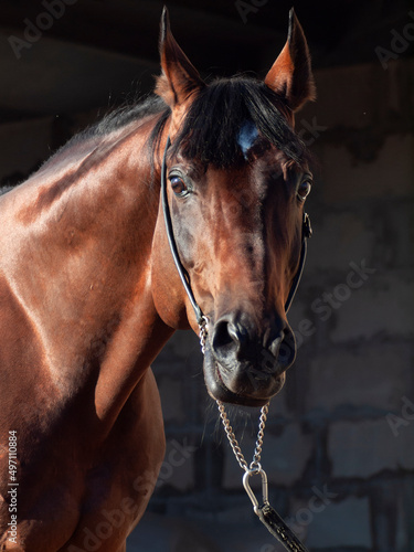 portrait of Beautiful bay stallion at black background © anakondasp