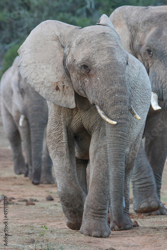 African elephant, Addo Elephant National Park © Kim