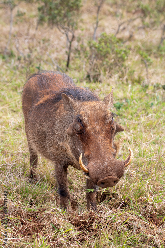 Fototapeta premium Warthog, Addo Elephant National Park