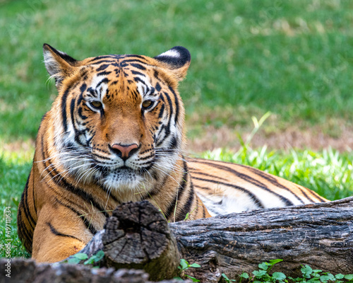 tiger in the zoo