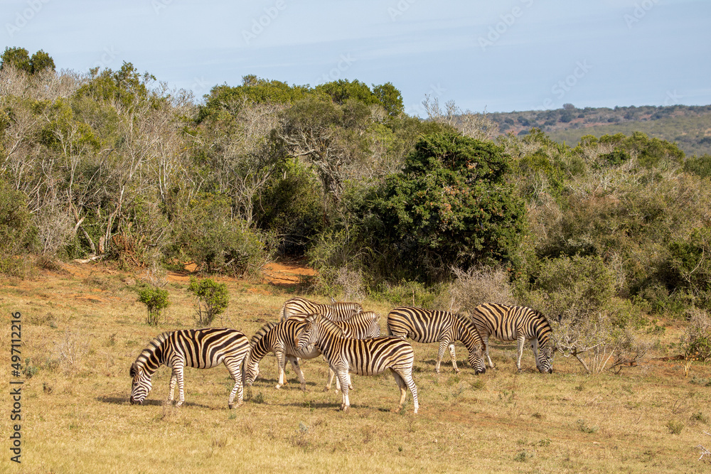 Naklejka premium Plains Zebra, Addo Elephant National Park