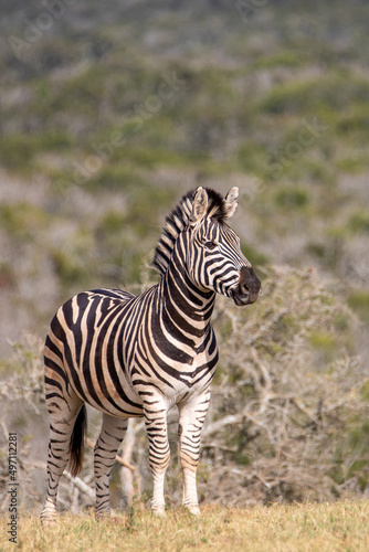 Plains Zebra  Addo Elephant National Park