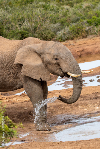 African elephant at the waterhole  Addo Elephant National Park