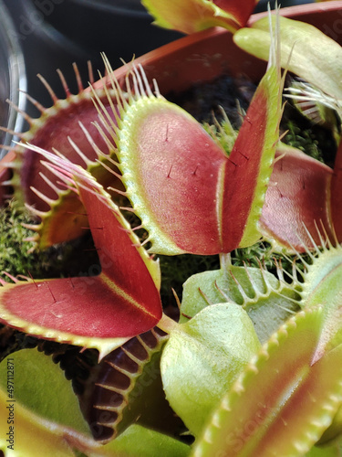 Dionaeas are also known as "Venus flytraps". They are beautiful carnivorous plants. © Marion