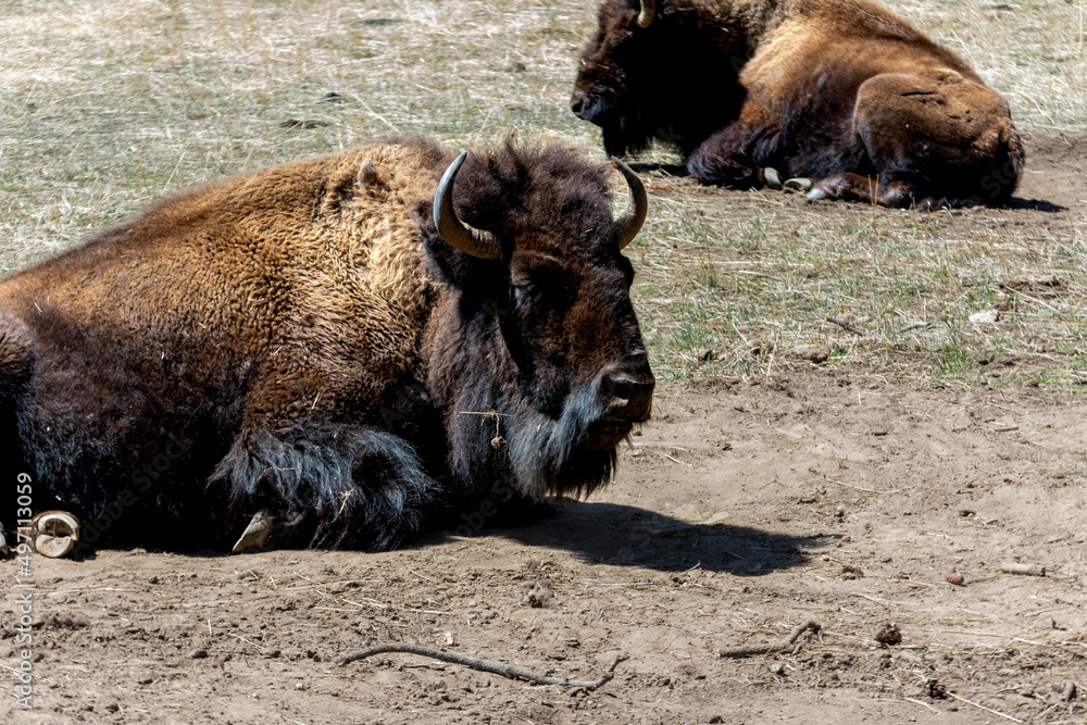 Obraz premium Bison laying down with it's shaggy, long, brown coat of fur and horns close-up on a Colorado field. a large North American bovine.