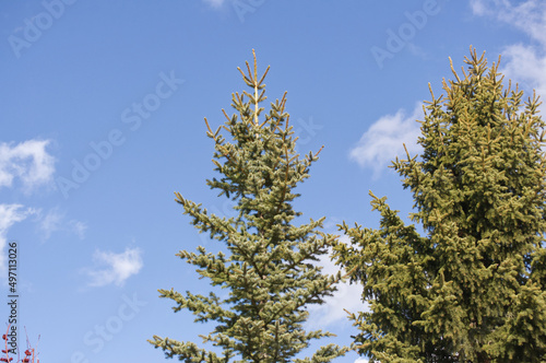 Spruce Tree against a Blue Sky