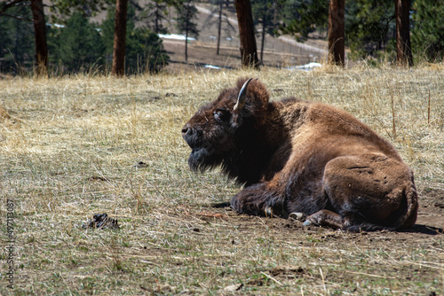 Bison laying down with it's shaggy, long, brown coat of fur and horns close-up on a Colorado field. a large North American bovine.