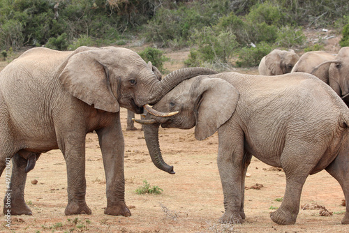 African elephant  Addo Elephant National Park