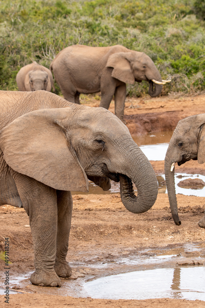 Fototapeta premium African elephant at the waterhole, Addo Elephant National Park