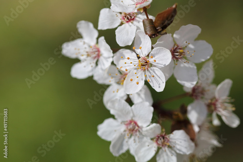 Cherry blossom brunch close up. Beautiful floral background