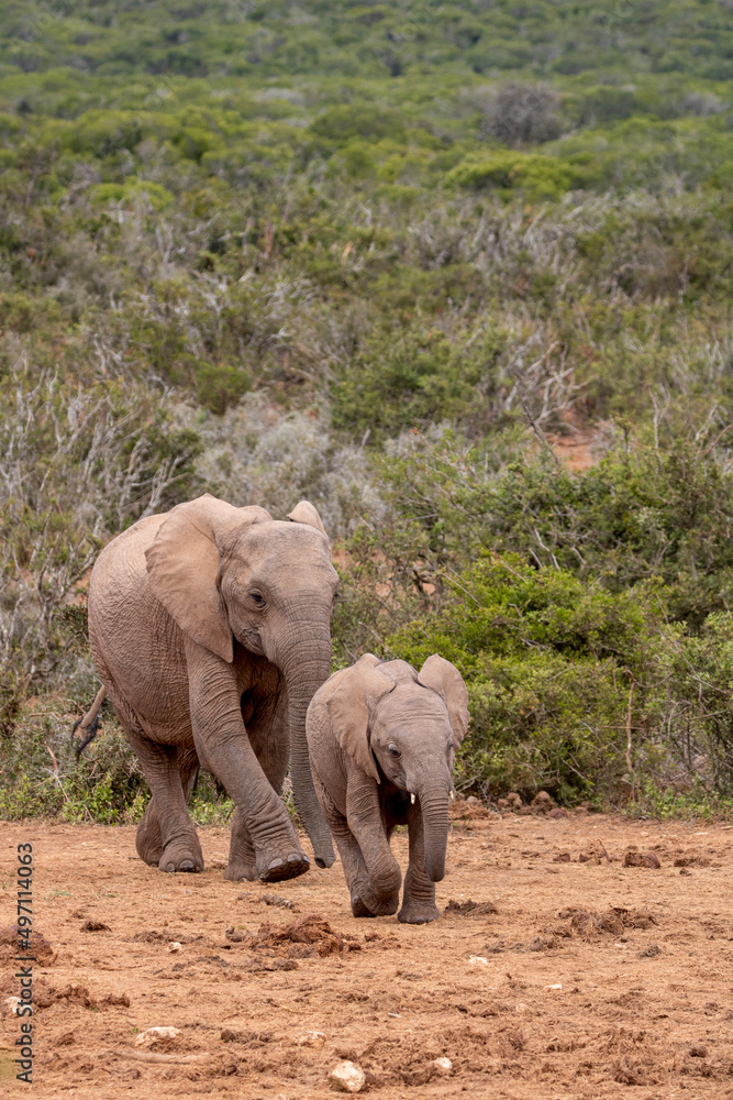 Fototapeta premium Elephant with calf, Addo Elephant National Park