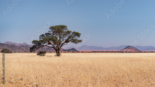 Desert landscape with Camel Thorn tree (Vachellia erioloba) in the NamibRand Nature Reserve, Namib, Namibia
 photo