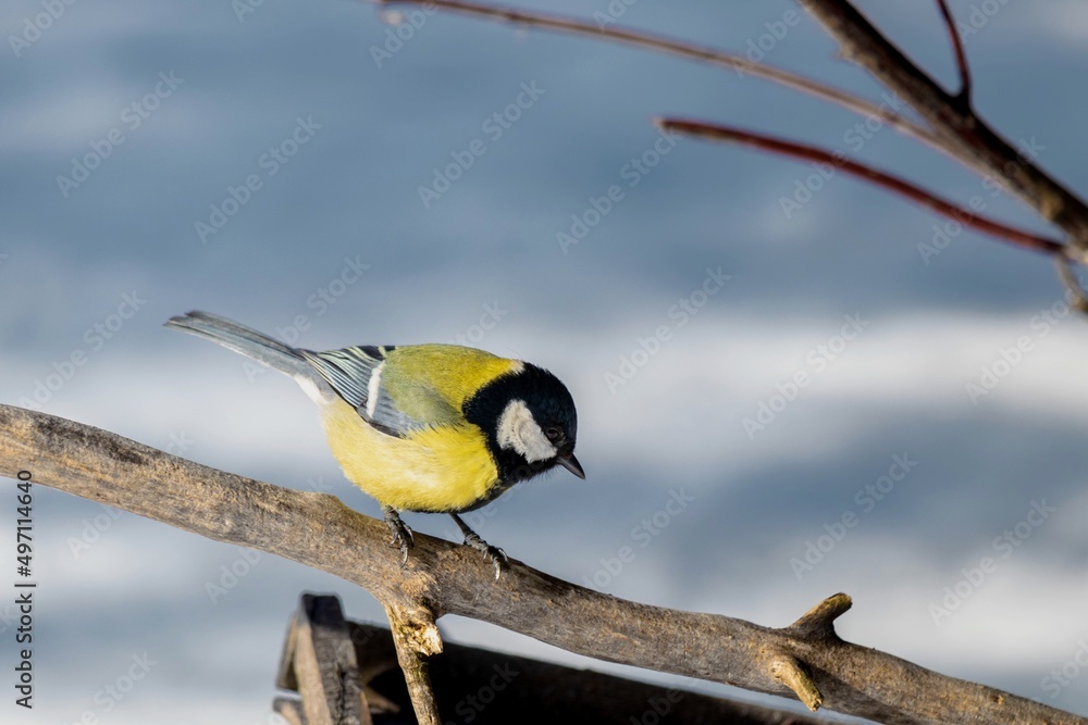 Obraz premium Bird titmouse close-up on a dry branch of an old tree. bird watching