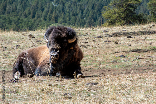 Bison laying down with it's shaggy, long, brown coat of fur and horns close-up on a Colorado field. a large North American bovine.
