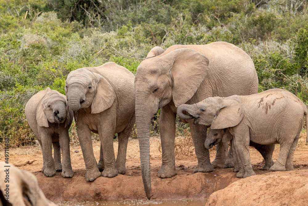Fototapeta premium African elephant at the waterhole, Addo Elephant National Park