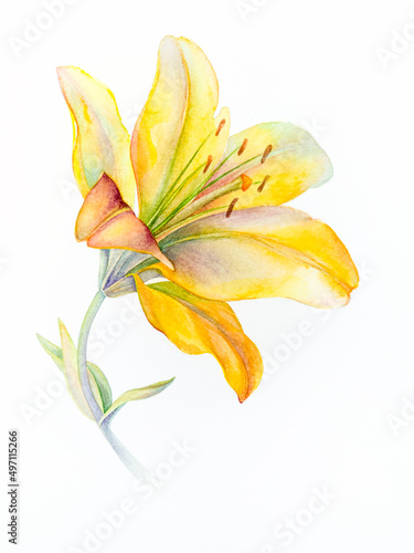 Watercolor Botanical illustration. Flowers are isolated on a white background. Yellow Lily. Flowers  buds and leaves. Realistic painting. For the design of postcards  invitations  weddings.