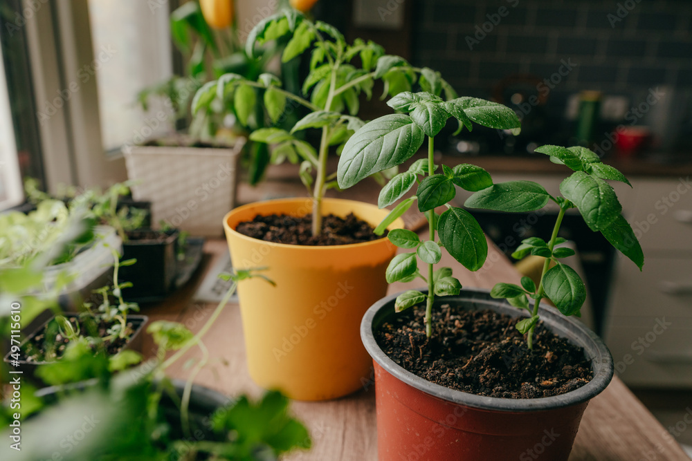 Tomato sprout in a flowerpot on the table Tomato sprout in a flowerpot on the table