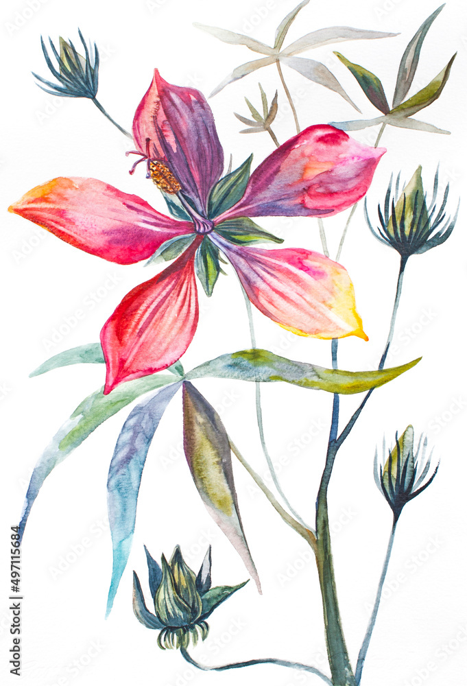Red hibiscus. Watercolor drawing. Branch with flowers and leaves on a white background. Exotic plant
