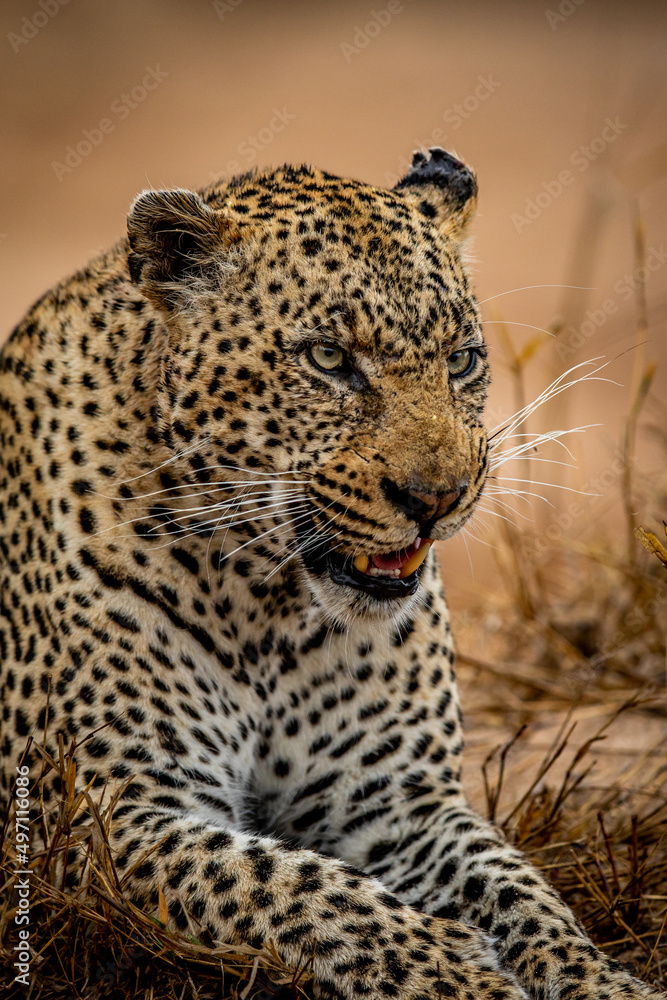 Fototapeta premium Close up of a big male Leopard.