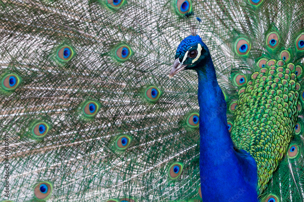 Obraz premium Peacock colored plumage. Colourful feathers. Mating techniques. tropical birds