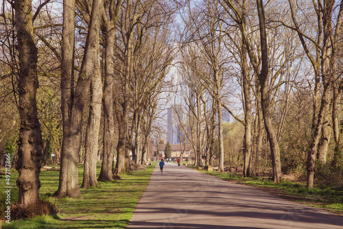 A tree lined avenue in the park with people walking