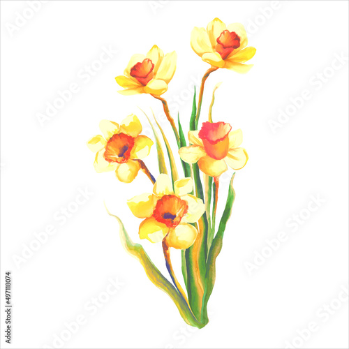 blooming yellow daffodil flower with leaves botanical watercolor illustration