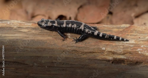 Tiger salamander crawling on  a rock