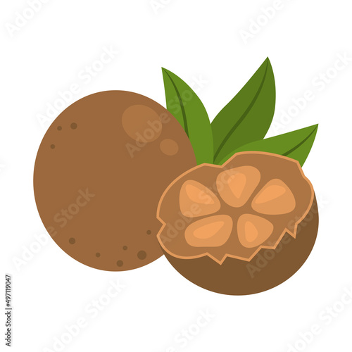 Luo Han Guo whole fruit and half peeled isolated on white background. Siraitia grosvenorii herb plant or monk fruit icon for package design. Vector illustration of exotic fruits in flat style.