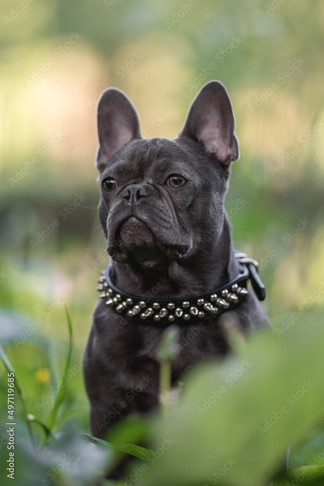 Cute french bulldog puppy resting in spring park